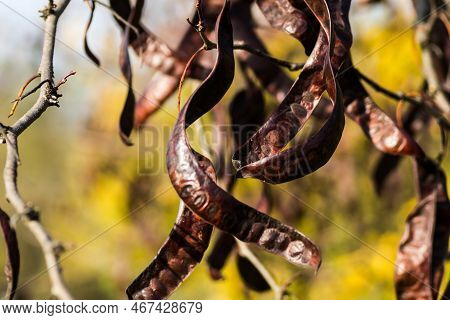 Carob Pods On The Tree.