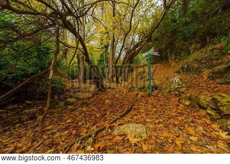 View Of Rocks, Trees, Fall Foliage, And Directional Signs, In The Amud Stream Nature Reserve, Upper 