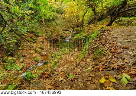 View Of Rocks, Trees, Water Stream And Fall Foliage, In The Amud Stream Nature Reserve, Upper Galile