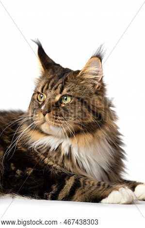 Thoroughbred Maine Coon Cat Lies On Isolation Close-up. Big Cat On A White Background. Cat With Gree