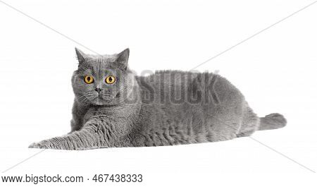 Purebred Shorthair Cat Lies On A White Background. Fat Scottish Cat Isolated. Obesity Of The British