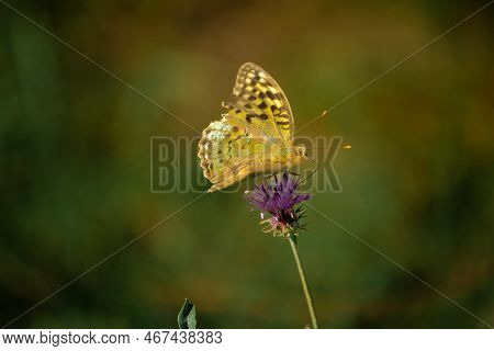 Mother-of-pearl Is A Large Yellow Forest Butterfly On A Blooming Flower With A Soft Background. A Ra