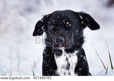 Black Dog With White Breastplate In Winter And Falling Snowflakes