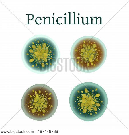 Penicillium Mold Vector Illustration Isolated On White Background.