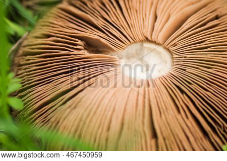 A Mushroom On A Glade In The Middle Of The Forest In Autumn.