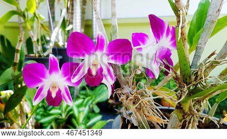 Closeup Violet orchid blooming with green leaves and white building background and copy space. Fresh purple flower in garden park. Beauty of flora and Natural wallpaper.