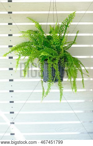 Boston Fern (nephrolepis Exaltata Bostoniensis) Growing In Pot. Beautiful Fresh Green Fern Hangs On 