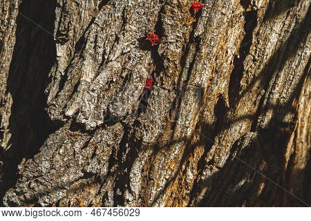 Red Bug. Accumulation Of Soldier Bugs. Red Beetles In Sun. Flock Of Insects In Bright Sunlight On Ba