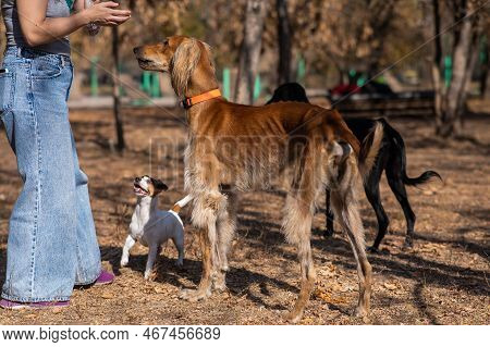 Tazy. Caucasian Woman Walking With Middle Asian Greyhound And Jack Russell Terrier Dog In Autumn.