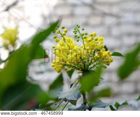 Flower Eremurus Close-up, Three Yellow Flowers In The Garden. Small Flowers