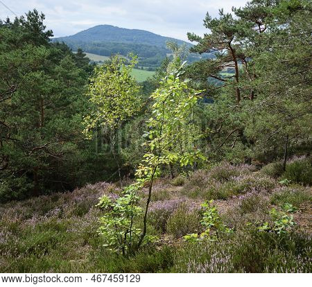 Peklo, Czechia - August 28, 2022: Heath On Skautska Skala Rock