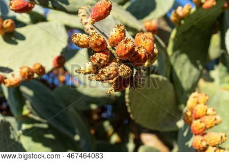 Close-up Of Prickly Pear Cactus Opuntia. Prickly Pear Plants Full Of Fruit