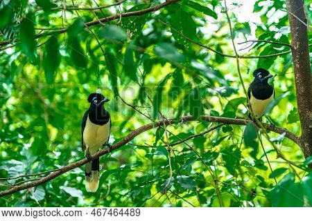 Crested Jay On A Tree In The Forest