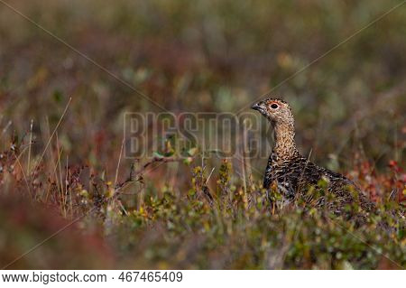 A Willow Ptarmigan, Lagopus Lagopus, In Summer Searching For Food Among Tundra Willows In The Canadi