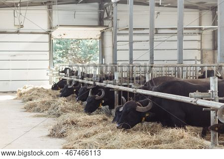 The Buffaloes In The Pen Stuck Out Their Heads To Graze. Agriculture, Farming And Animal Husbandry C