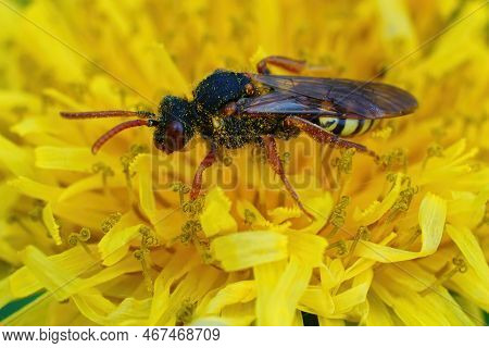Natural Closeup On A Female Cleptoparasite Variable Nomad Bee, Nomada Zonata In A Yellow Dandelion F