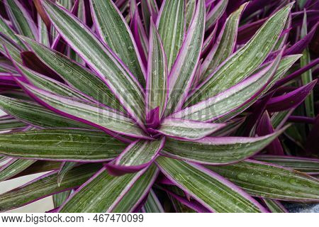 Tropical Variegated Moses Plant With Rain Drops