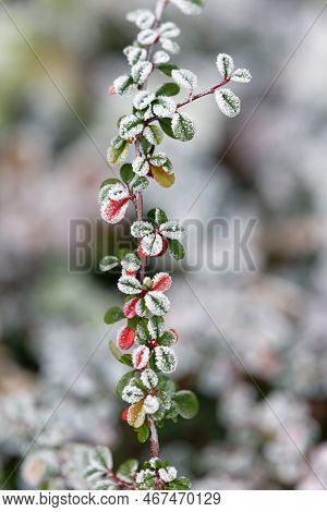 Cotoneaster Dammeri  Close Up Of Bearberry Cotoneaster Branch Covered With Hoarfrost