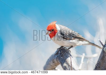 Red Crested Cardinal Perched On A Tree