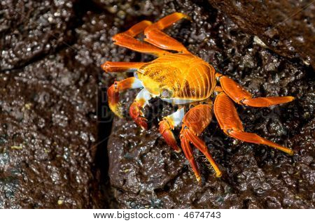 Czerwony krab na skale, Wyspy Galapagos