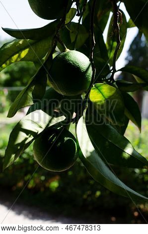 Green Oranges On A Branch With Green Leaves In A Garden Of Ternary Plants. Unripe Fruits. Vertical O