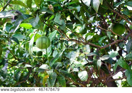 Green Oranges On A Branch With Green Leaves In A Garden Of Ternary Plants. Unripe Fruits. Horizontal