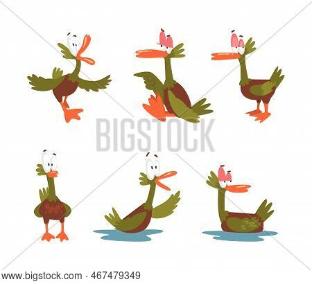 Funny Green Dabbling Duck Character As Feathered Waterfowl Bird Vector Set