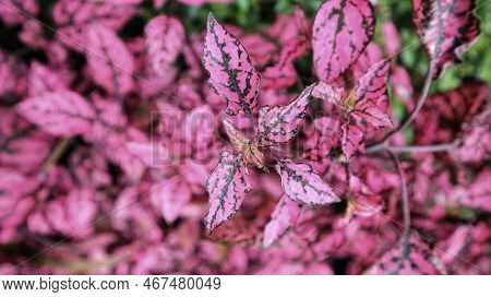 Hypoestes Phyllostachya 'white Splash Hypoestes Polka Dot Plant On Pink Leaves.