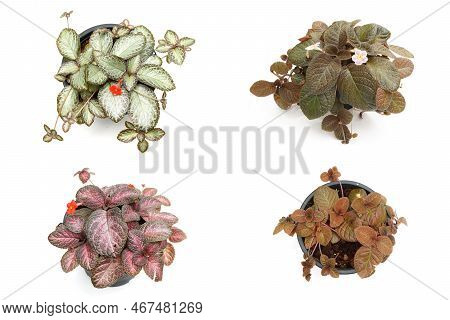 Episcia Cupreata House Plants Isolated On White Background