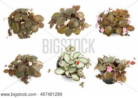 Episcia Cupreata House Plants Isolated On White Background