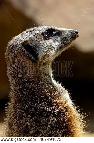 A Meerkat Sits On The Ground And Looks Into The Sun