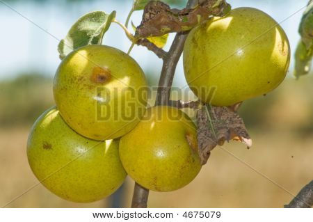 Appels