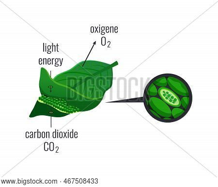 Biological Process Photosynthesis Composition With Light Energy Conversion Calvin Cycle Plants Cellu