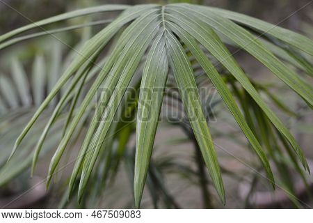 Piccabeen Palm Leaves In The Garden In Spring