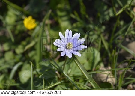 Apennine Anemone Blue Flower In The Spring