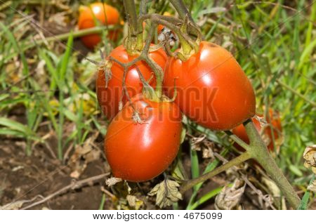 rijpe tomaten