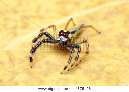 Spider (epeus Alboguttatus)