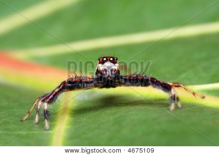 Spider (epeus Alboguttatus)