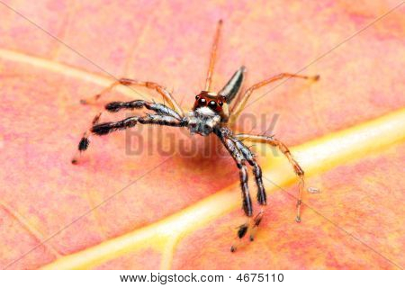 Spider (epeus Alboguttatus)