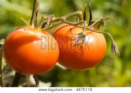 rijpe tomaten