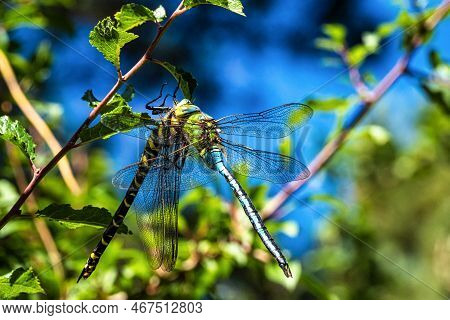 Southern Hawker, Aeshna Cyanea In The Dunes Of Corrubedo Natural Park In Galicia, Northern Spain In 