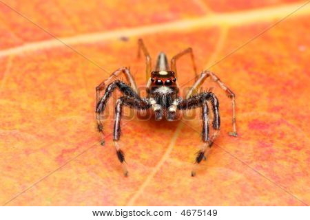 Spider (epeus Alboguttatus)