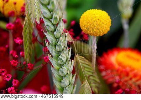 A Colorful Picture With Different Flowers And Plants