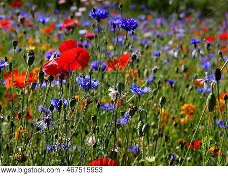 A Beautiful Colorful Flower Field With Sunshine