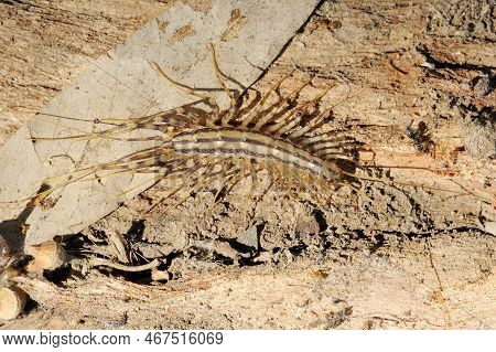 Closeup Of The Nature Of Israel - Scutigera On The Bark