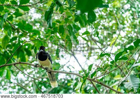 Crested Jay On A Tree In The Forest