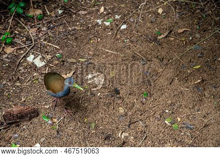Bird Aramides Saracura In The Forest In The Wild