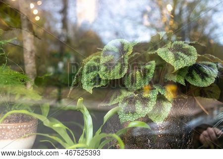 Rex Begonia Leaf With Green And Pink Leaf Pattern. Decoration Of Garden