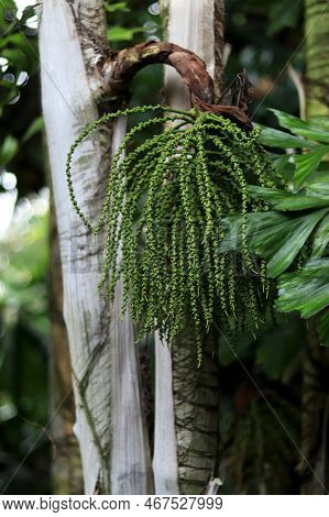 Caryota Obtusa - Tropical Palm. The Flower Of Fishtail Palm Tree Close-up