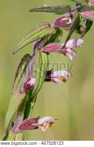 Red Bartsia (odonites Vernus) Flower